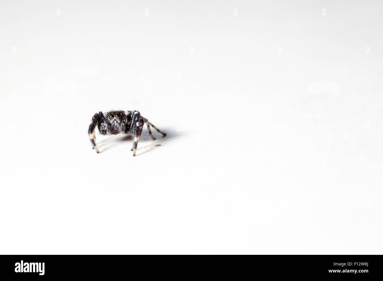 Petite araignée blanche et noire Banque de photographies et d’images à — free download