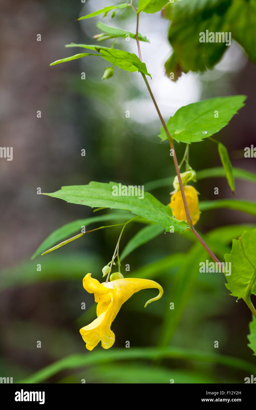 Touch-me-not balsam (Impatiens noli-tangere) Banque D'Images