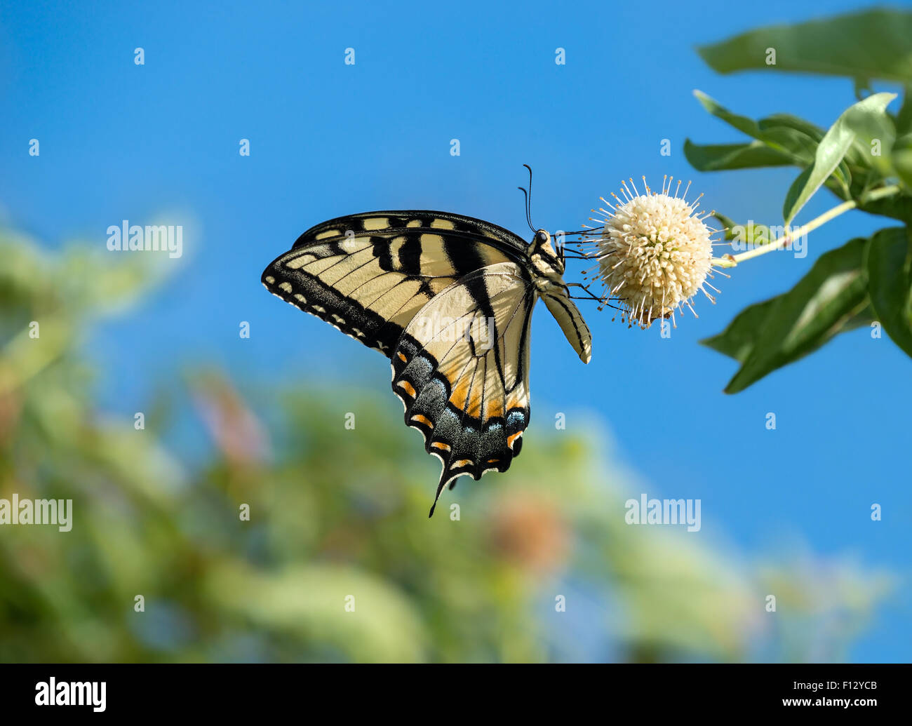 Eastern Tiger Swallowtail Butterfly (Papilio glaucus) se nourrissant de fleurs céphalanthe occidental Banque D'Images