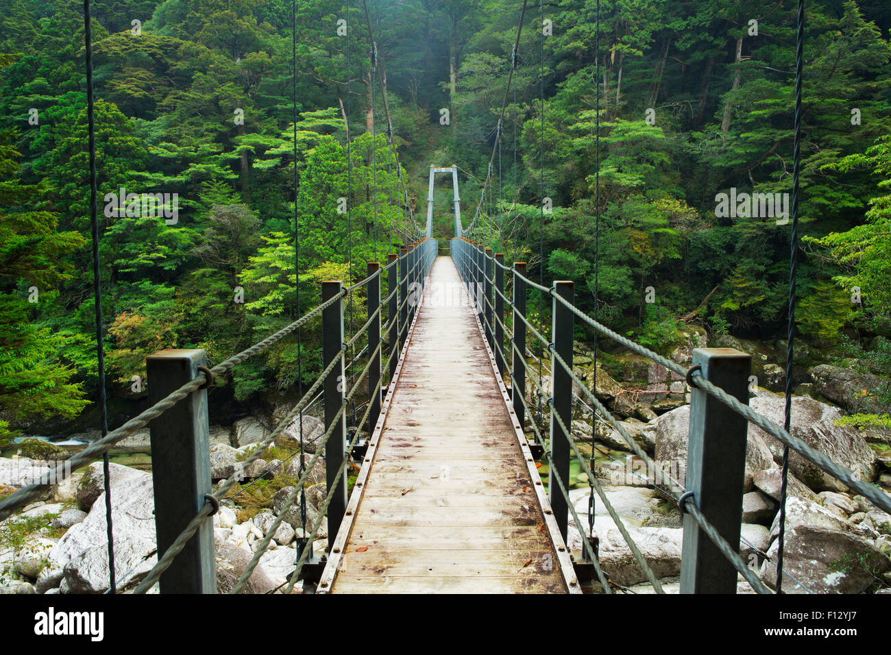 Un pont suspendu traversant une rivière dans une luxuriante forêt tropicale sur le sud de l'île de Yakushima (屋久島), au Japon. Banque D'Images