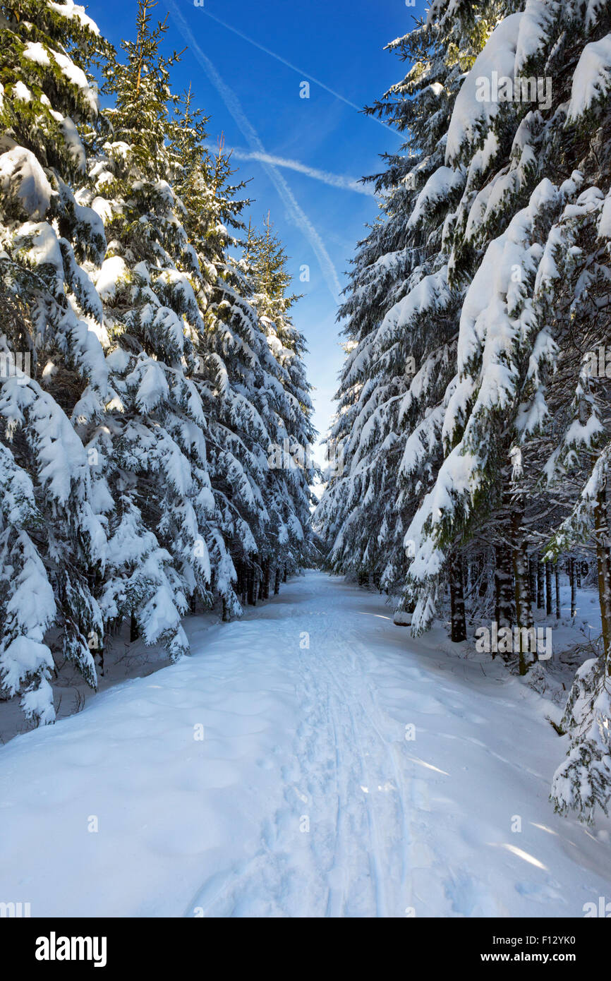 Une piste à travers une belle forêt en hiver. Photographié dans les Hautes Fagnes (Hoge Venen, Hautes Fagnes, Hautes Fagnes) dans l'Est Banque D'Images