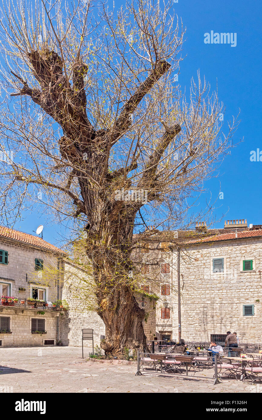Grand Arbre en petites Kotor Monténégro Banque D'Images