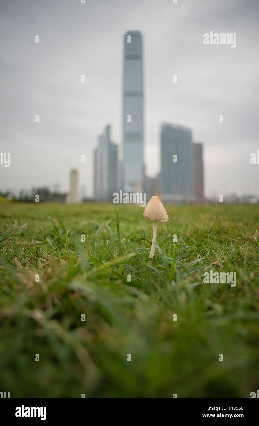 Cette image montre l'International Commerce Centre (ICC) et d'autres bâtiments dans l'Ouest de Kowloon, Hong Kong en 2013. Banque D'Images