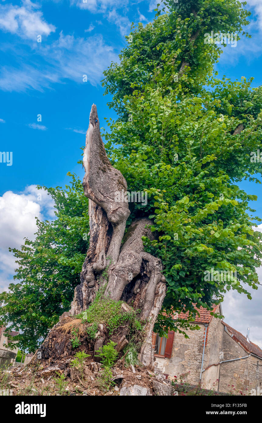 Ancien protégé Tilleul arbre, Yonne, France. Banque D'Images