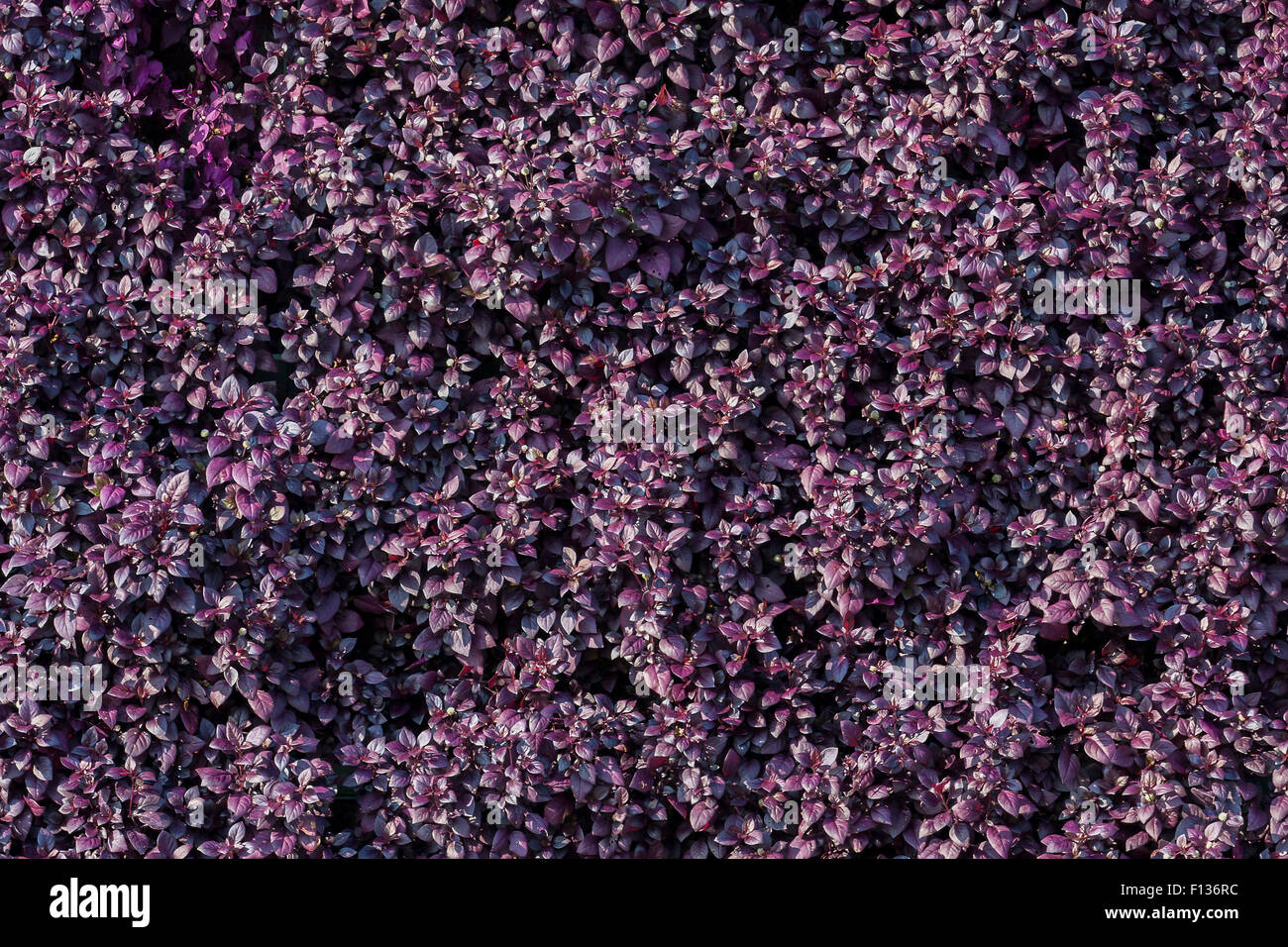 Décors de feuillage pourpre dans une journée ensoleillée. Banque D'Images