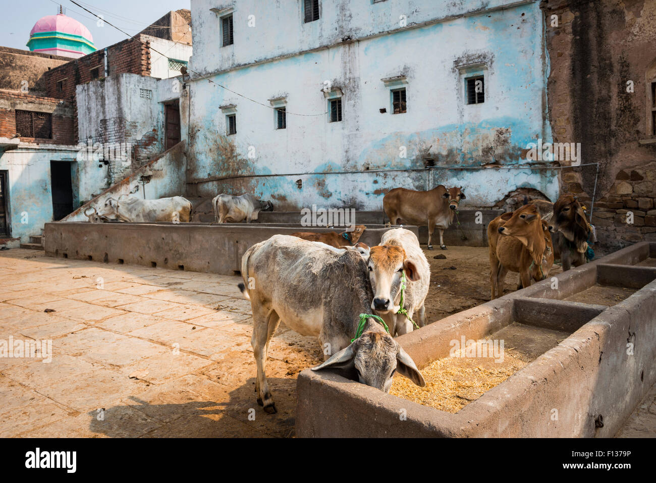 L'alimentation des vaches à l'intérieur de l'enceinte d'un ashram hindou à Chitrakoot, (Chitrakut), le Madhya Pradesh, Inde Banque D'Images