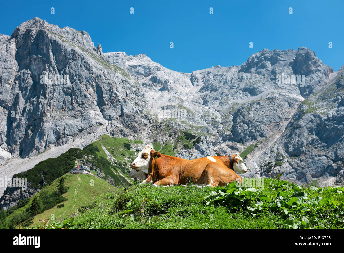 Une vache dans les Alpes, Autriche Banque D'Images