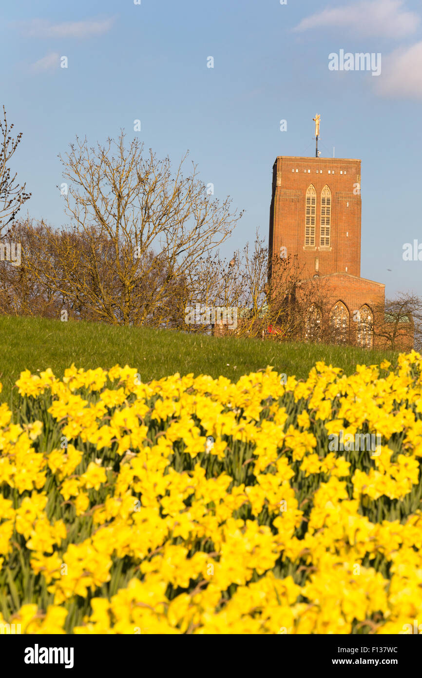 Un bas vers le bas de la cathédrale de Guildford dans le soleil de printemps à travers un champ de jonquilles Banque D'Images