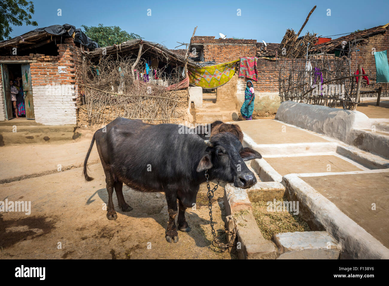 Un buffle en place d'un village près de Chitrakoot, (Chitrakut), le Madhya Pradesh, Inde Banque D'Images