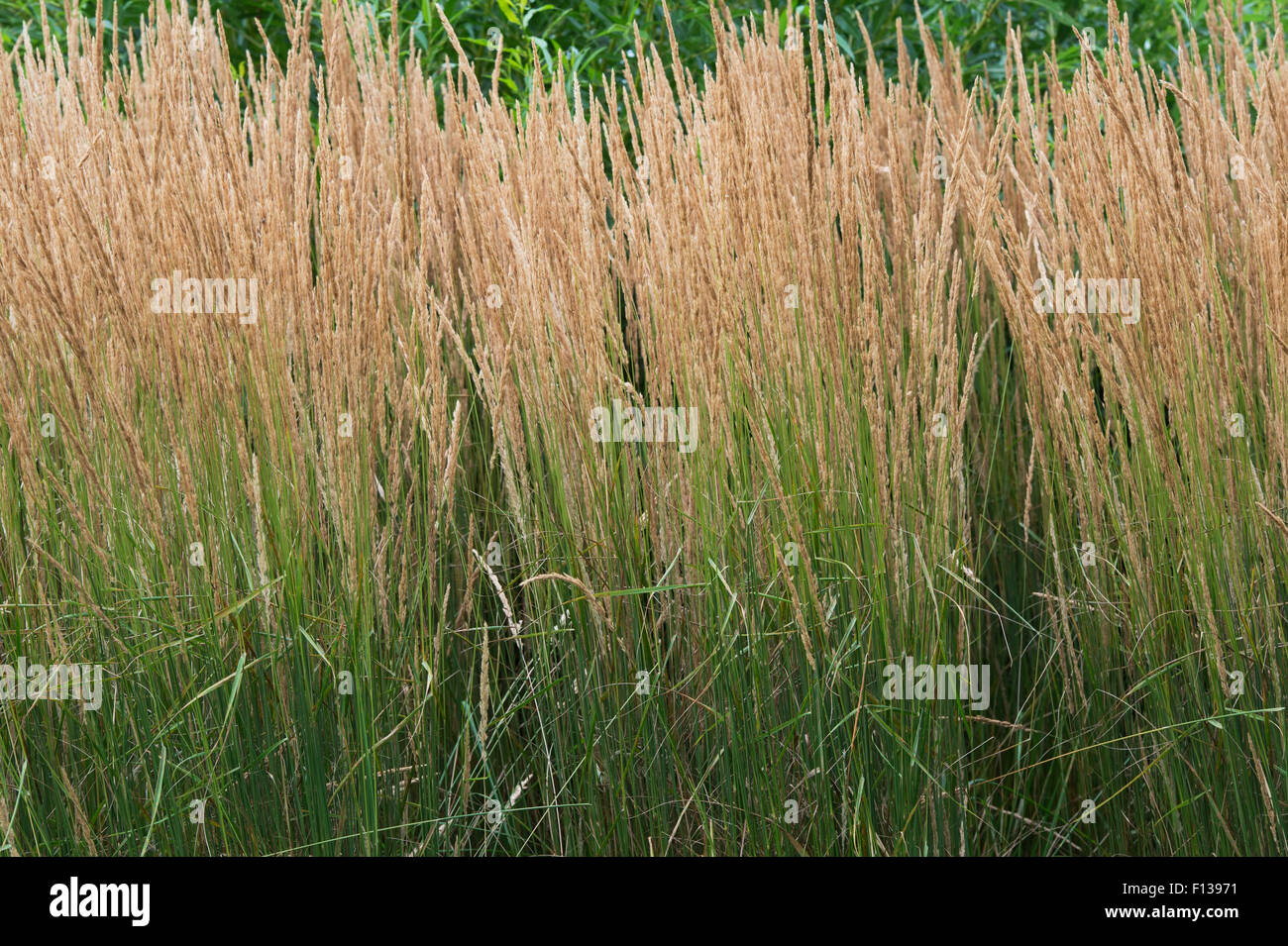 Calamagrostis acutiflora × 'Karl Foerster'. Le roseau en plumes 'Karl Foerster' Banque D'Images