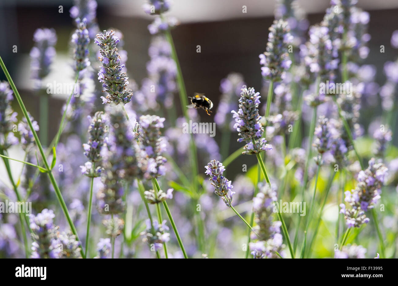 Les bourdons la collecte du pollen de plantes lavande UK Banque D'Images