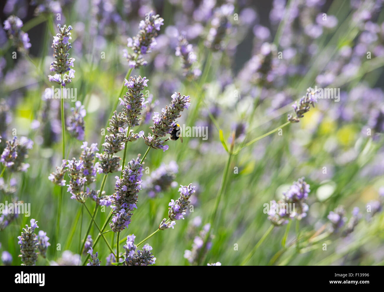 Les bourdons la collecte du pollen de plantes lavande UK Banque D'Images