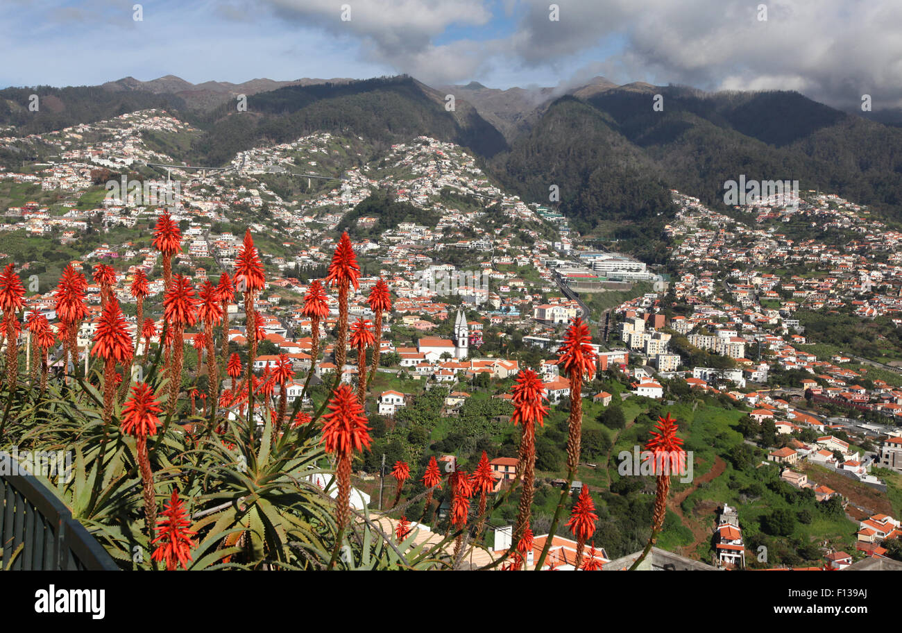 Vue paysage de Funchal, la capitale de Madère, Portugal, Europe, encadrées de fleurs d'Aloès orange Banque D'Images