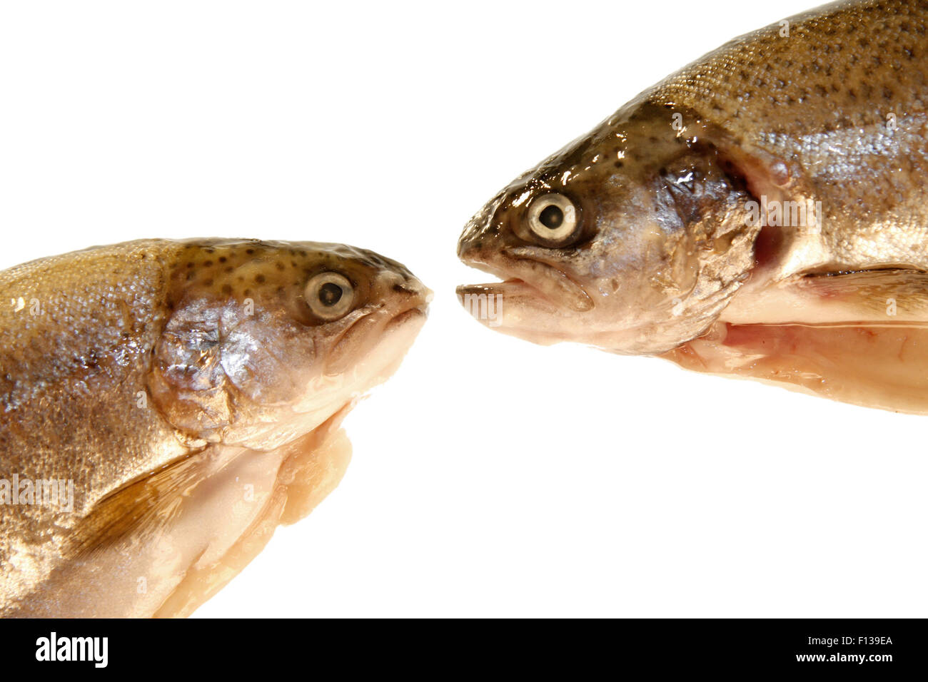 Alb : Fische - Symbolbild Nahrungsmittel. Banque D'Images