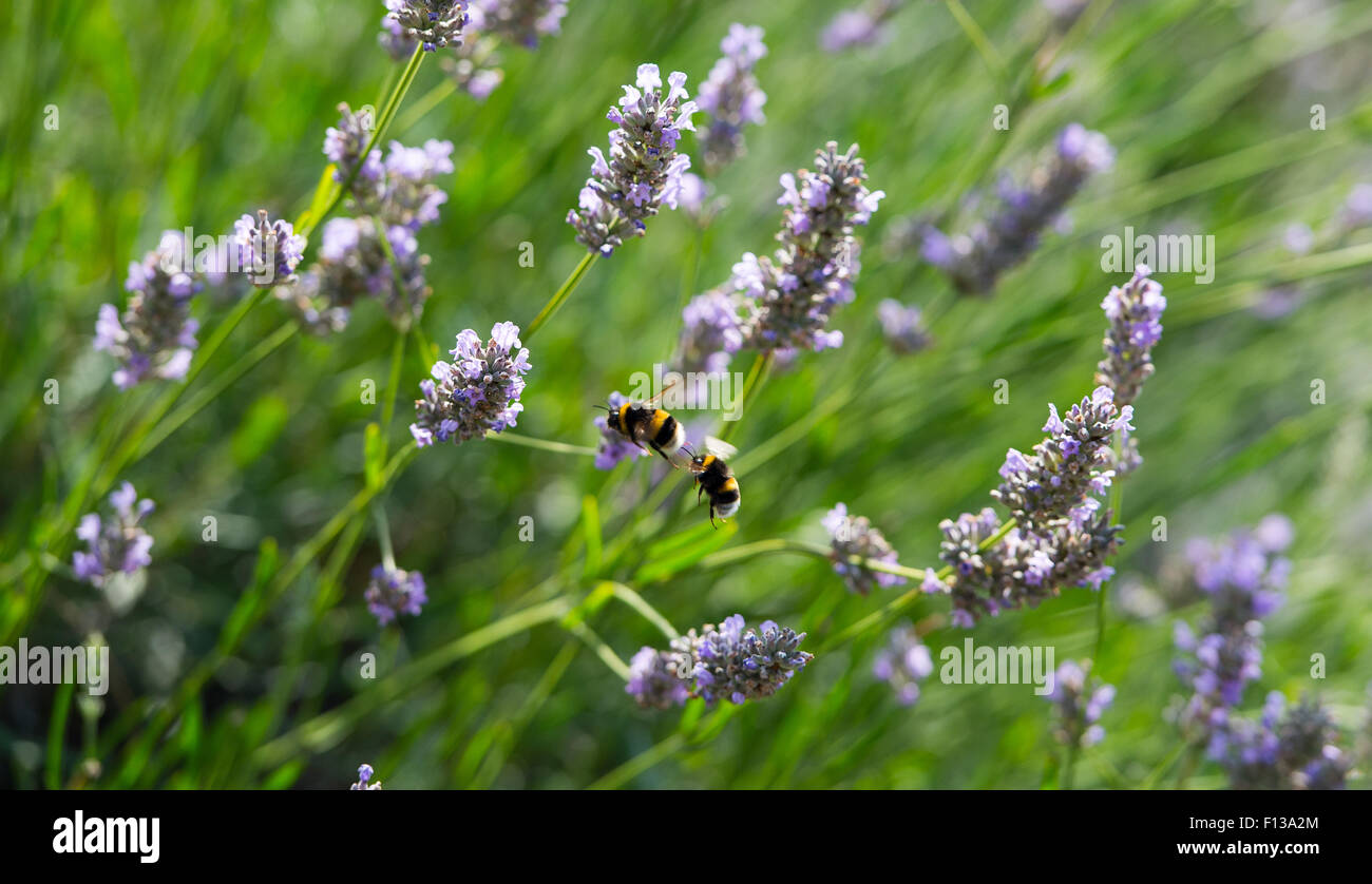 Les bourdons la collecte du pollen de plantes lavande UK Banque D'Images