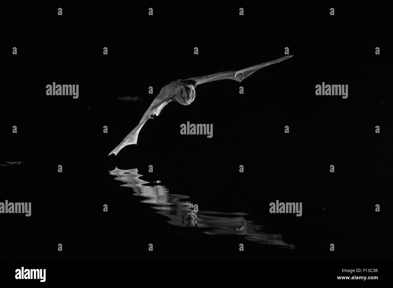 Barbastelle Barbastella barbastellus (bat) en vol au dessus de l'eau, prises de nuit avec télécommande infrarouge piège de l'appareil photo, France, juillet. Banque D'Images