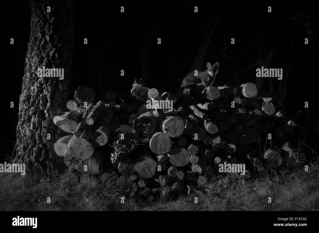 La martre (Martes martes) sur un tas de bois, pris dans la nuit avec un appareil photo à distance à infra-rouge, piège France, juin. Banque D'Images