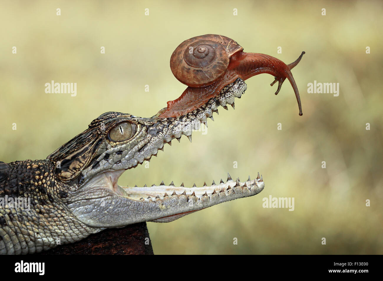 Portrait d'un escargot assise sur la bouche de crocodile bébé Banque D'Images