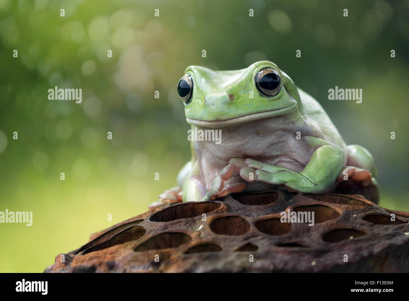 Grenouille assis sur une tasse de graines de lotus séchées Banque D'Images