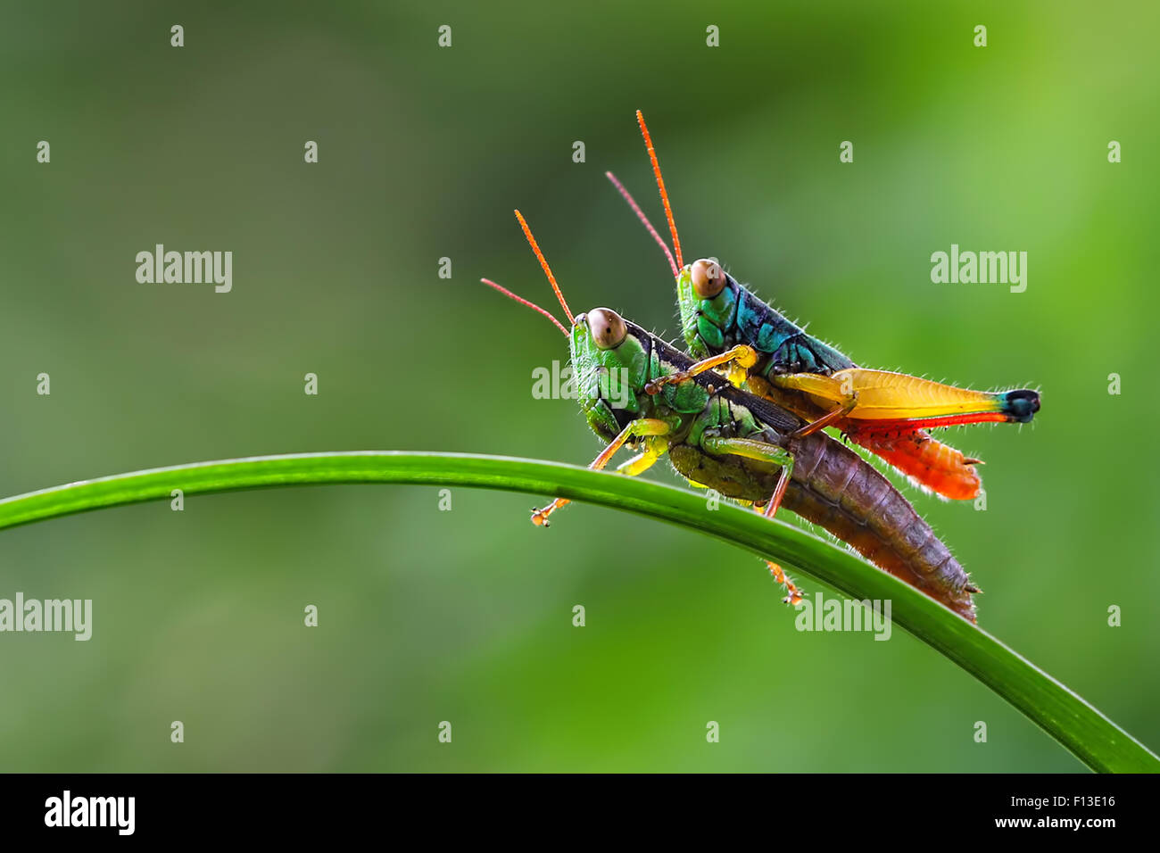 Grasshopper assis sur une autre sauterelle Banque D'Images