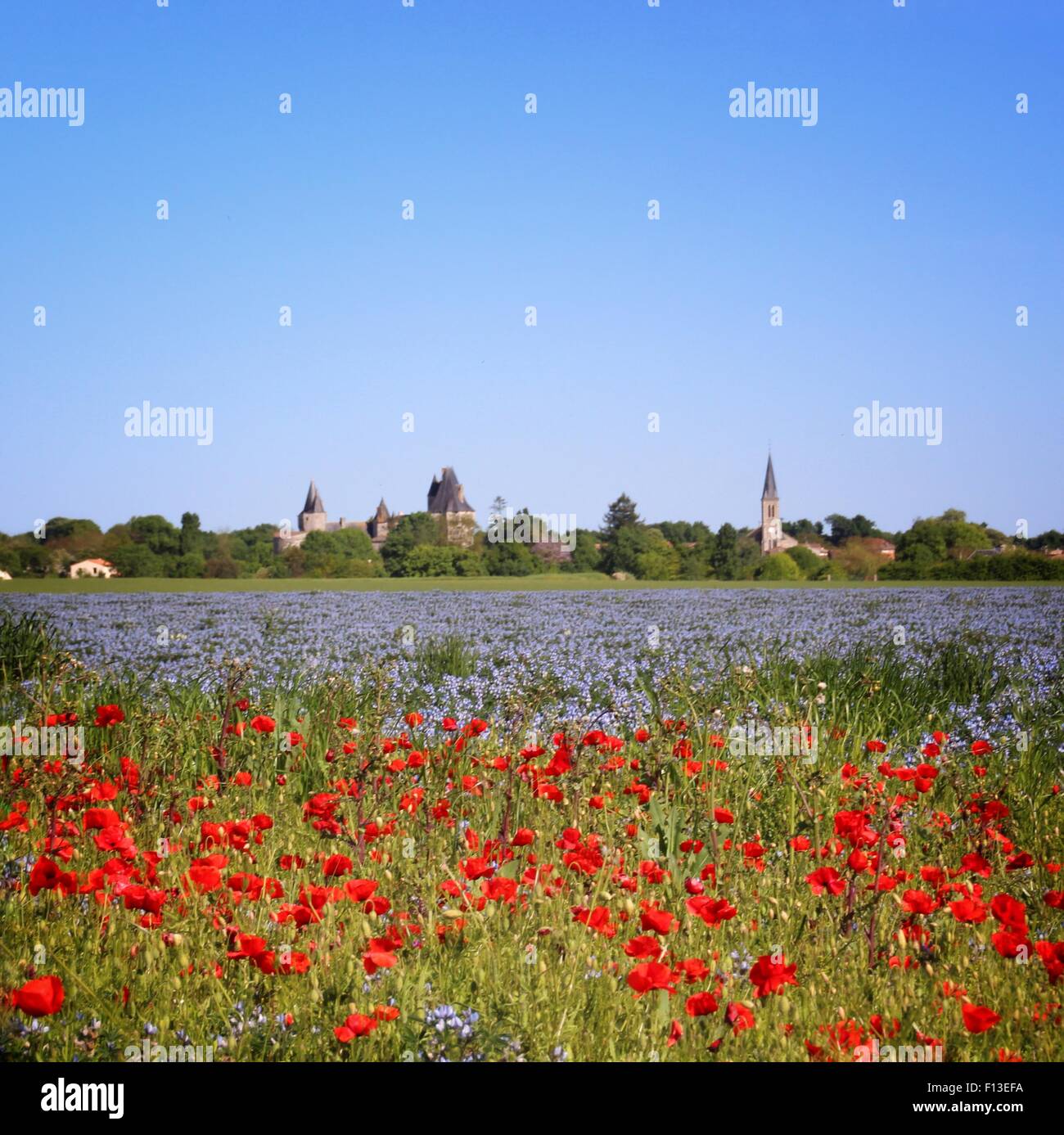 Champ de coquelicots et fleurs sauvages bleues, Niort, Poitou-Charentes, France Banque D'Images