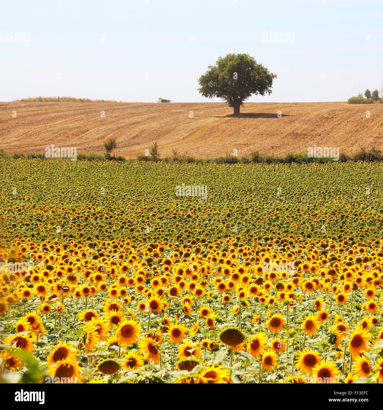 Champ de tournesol et arbre, Niort, Poitou-Charentes, France Banque D'Images