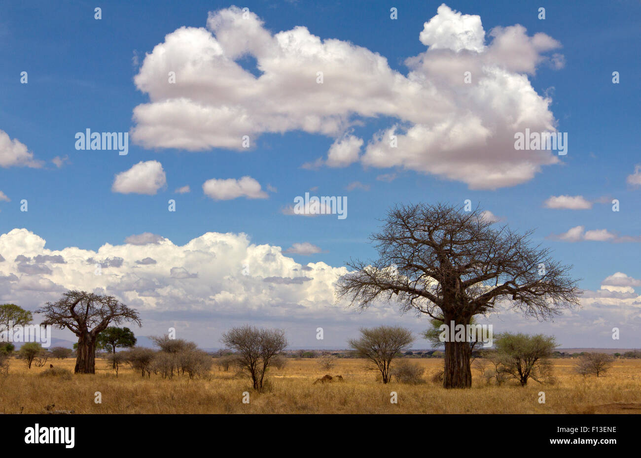 Baobab et acacias à Parc national de Tarangire, Manyara, Tanzanie Banque D'Images