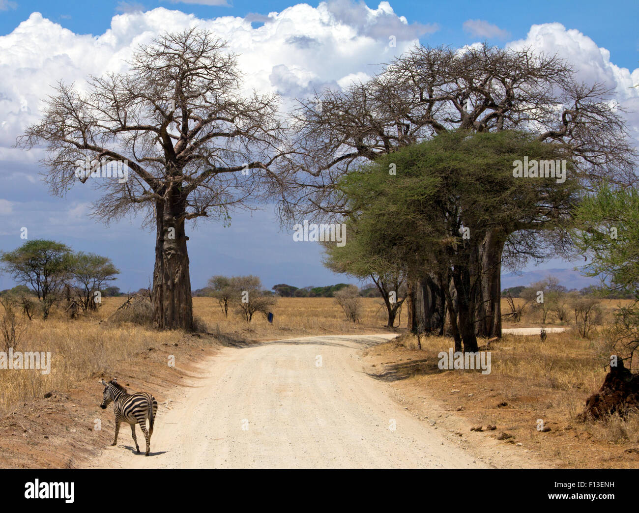 Zebra crossing road, parc national de Tarangire, Manyara, Tanzanie Banque D'Images