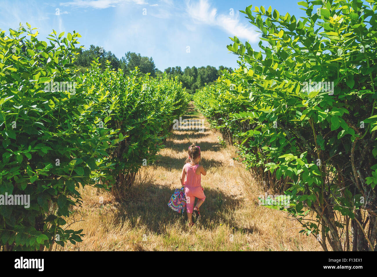 Vue arrière d'une fille qui marche à travers un verger Banque D'Images