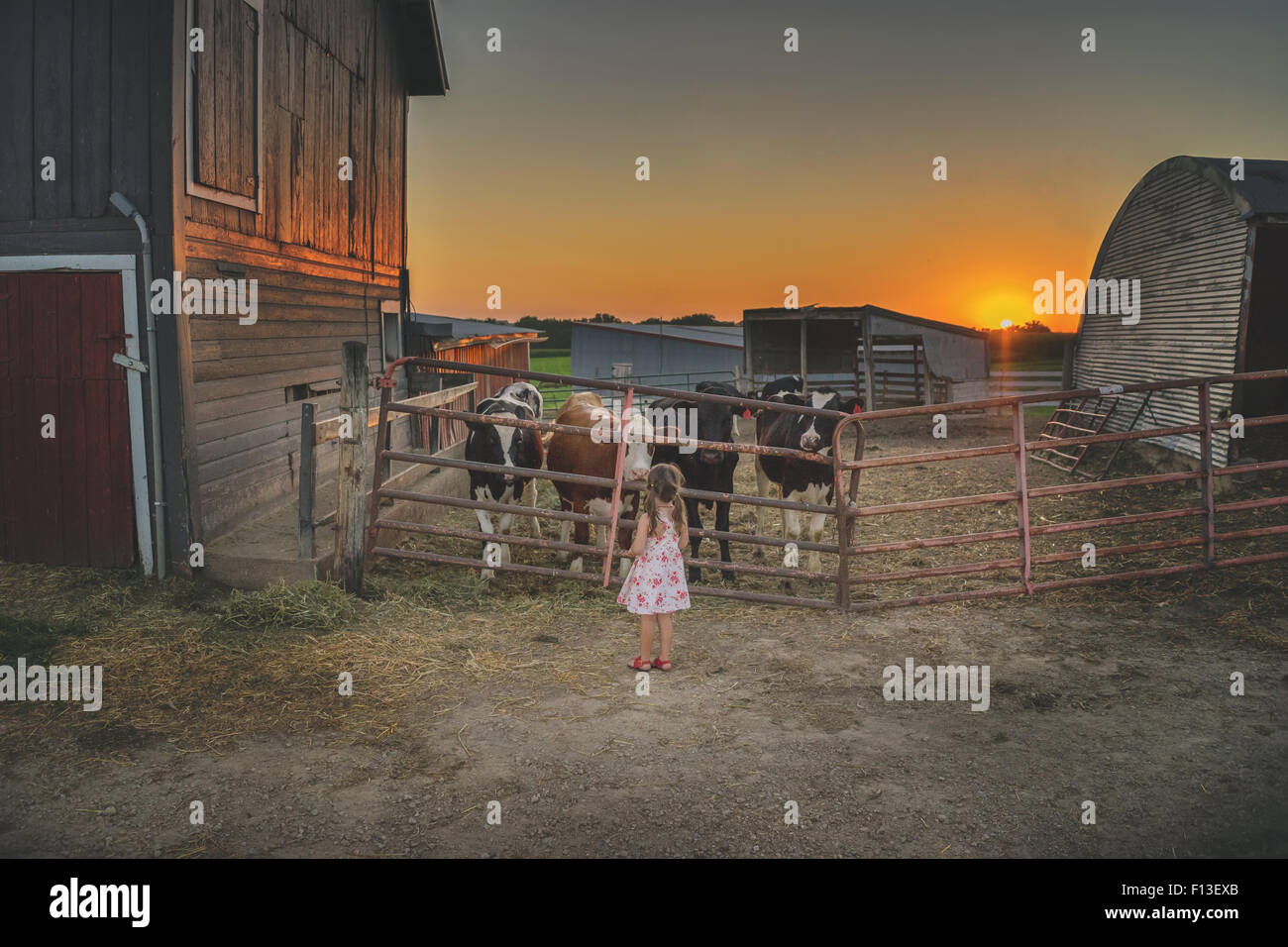 Girl standing in front of a pen avec quatre vaches Banque D'Images