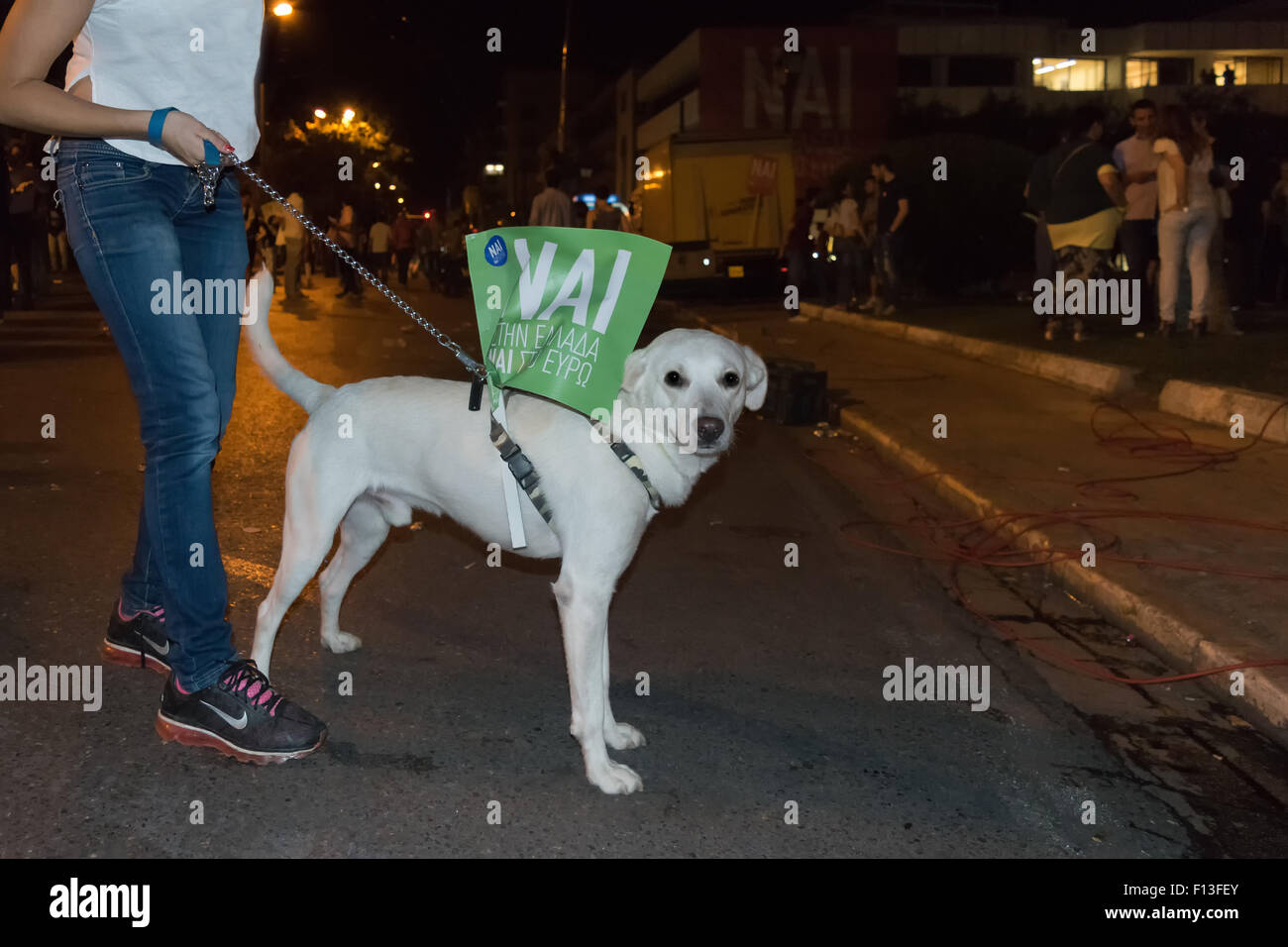 Athènes, Grèce, le 3 juillet 2015. Funny dog avec un drapeau dans le dos sur le prochain référendum en Grèce. Banque D'Images