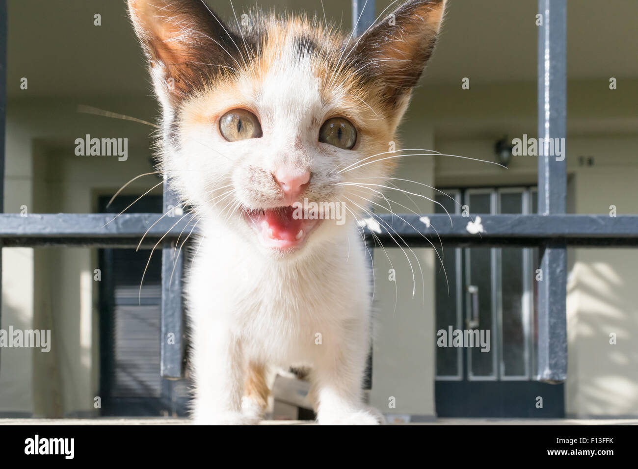 Chat chiot joyeuse et amusante de rire à l'arrière-cour. Banque D'Images