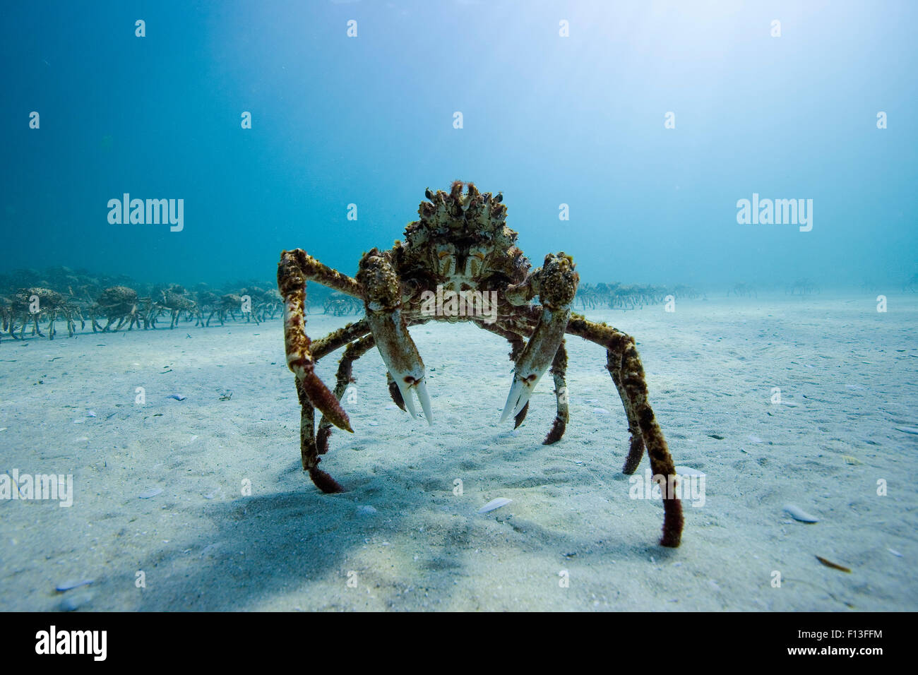 Araignée de mer (Leptomithrax gaimardii) près d'agrégation pour la mue, l'Australie du Sud Bassin, de l'Australie. De l'océan Pacifique. Banque D'Images