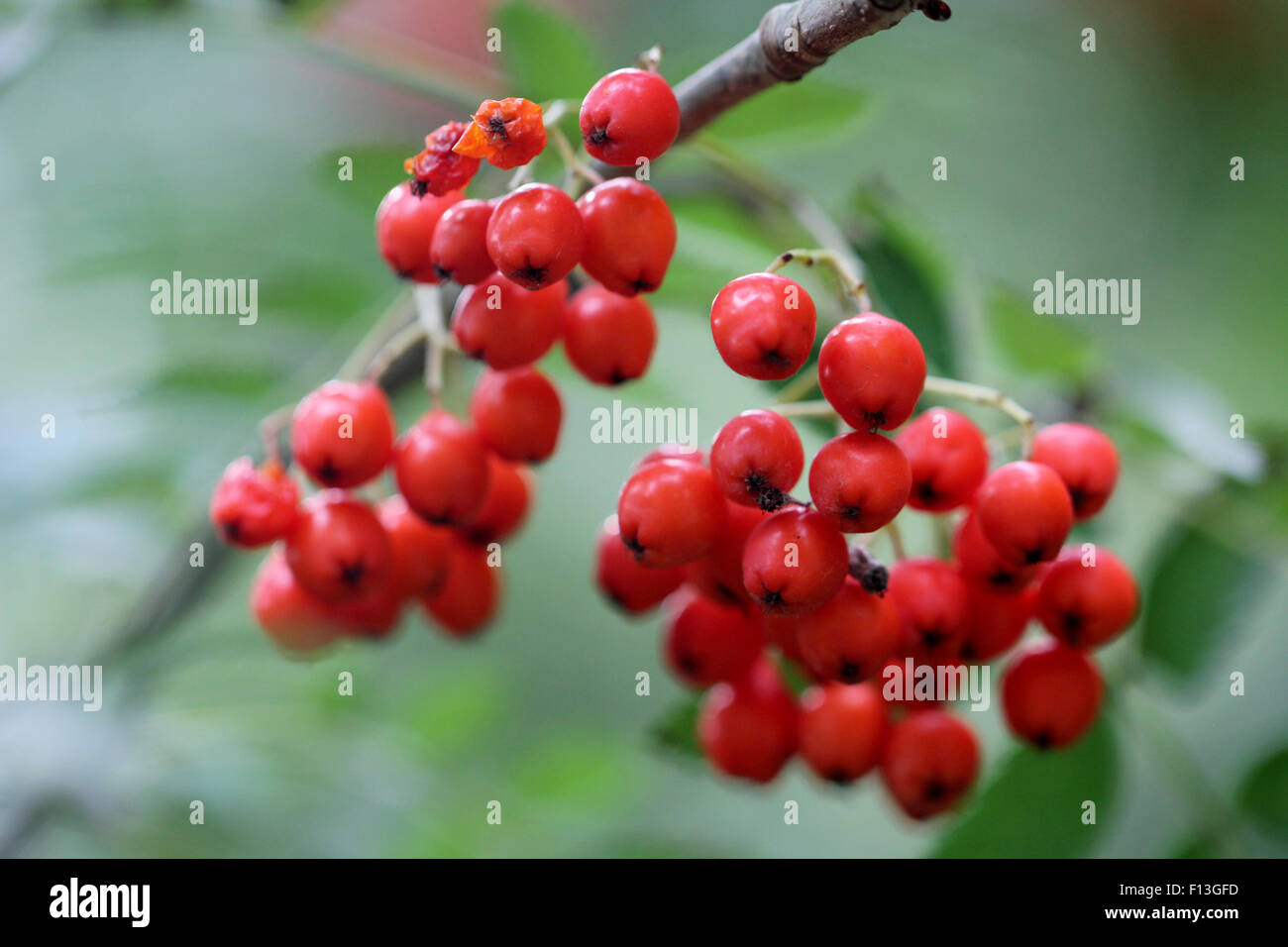 Red Rowan Berries dans la nature à Somerset, Angleterre, Royaume-Uni avec des propriétés magiques à Noël vacances avec houx et ivy Banque D'Images