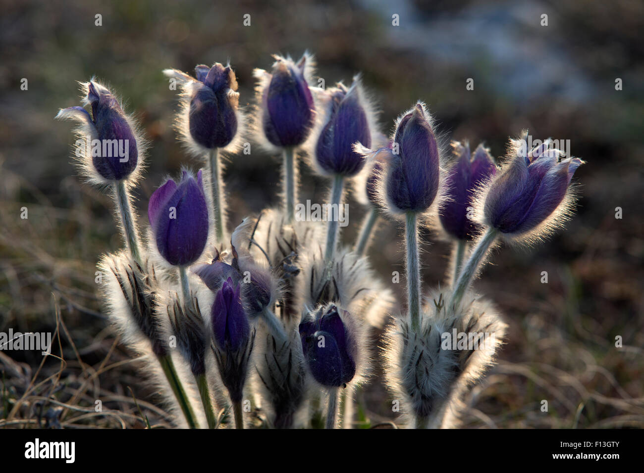 En fleurs Pasqueflower sur rétroéclairé Mountain Hill Banque D'Images