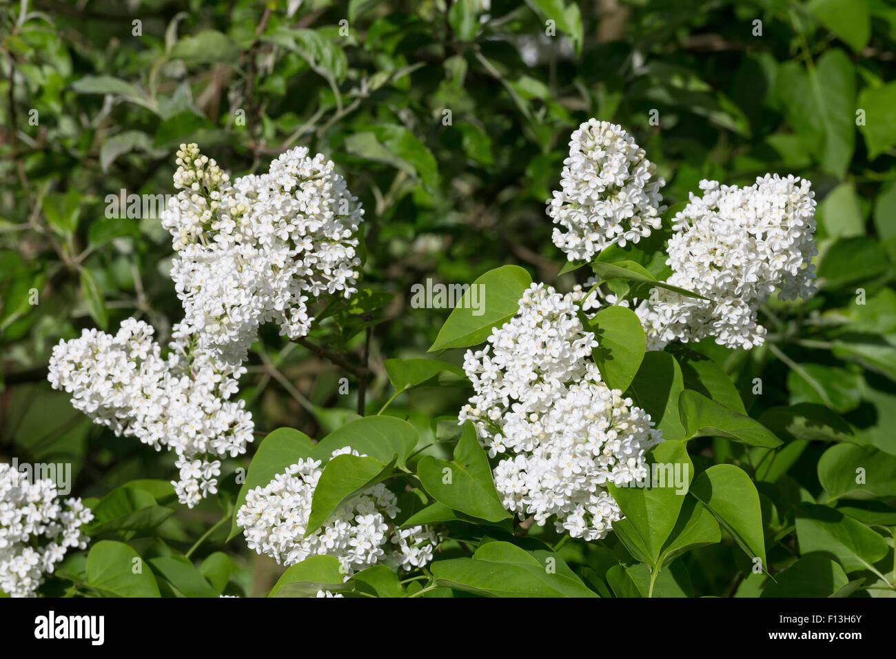 Lilas commun, lilas, Garten-Flieder Français, Flieder, Weißer Flieder, Syringa vulgaris Banque D'Images