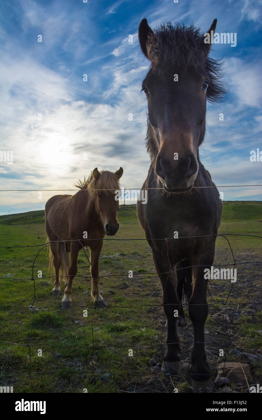 Deux chevaux Islandais Banque D'Images