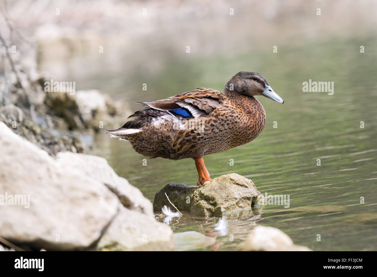 Duck assis sur un rocher. Banque D'Images