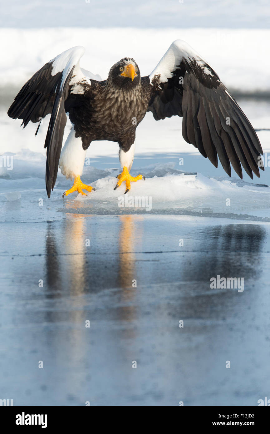 L'aigle de mer de Steller (Haliaeetus pelagicus) perché sur la banquise, Hokkaido, Japon. Février. Banque D'Images