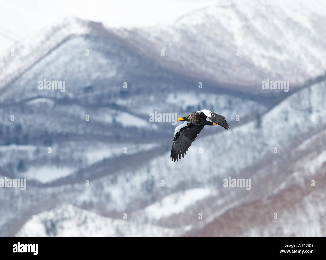 L'aigle de mer de Steller (Haliaeetus pelagicus), avec le paysage de montagne, Hokkaido, Japon. Février. Banque D'Images