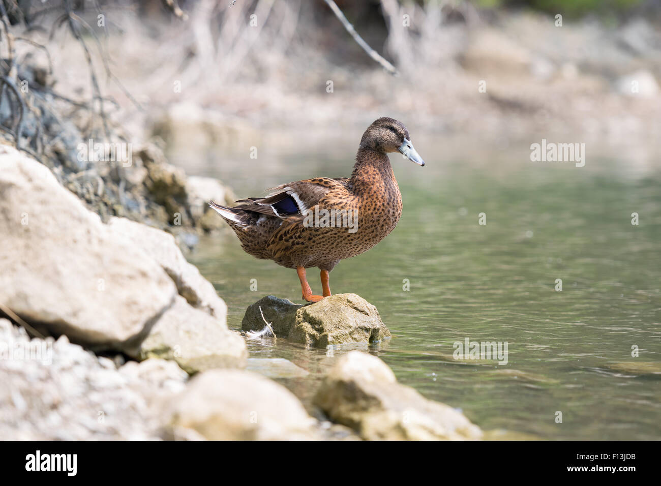Beau portrait canard assis sur un rocher. Banque D'Images