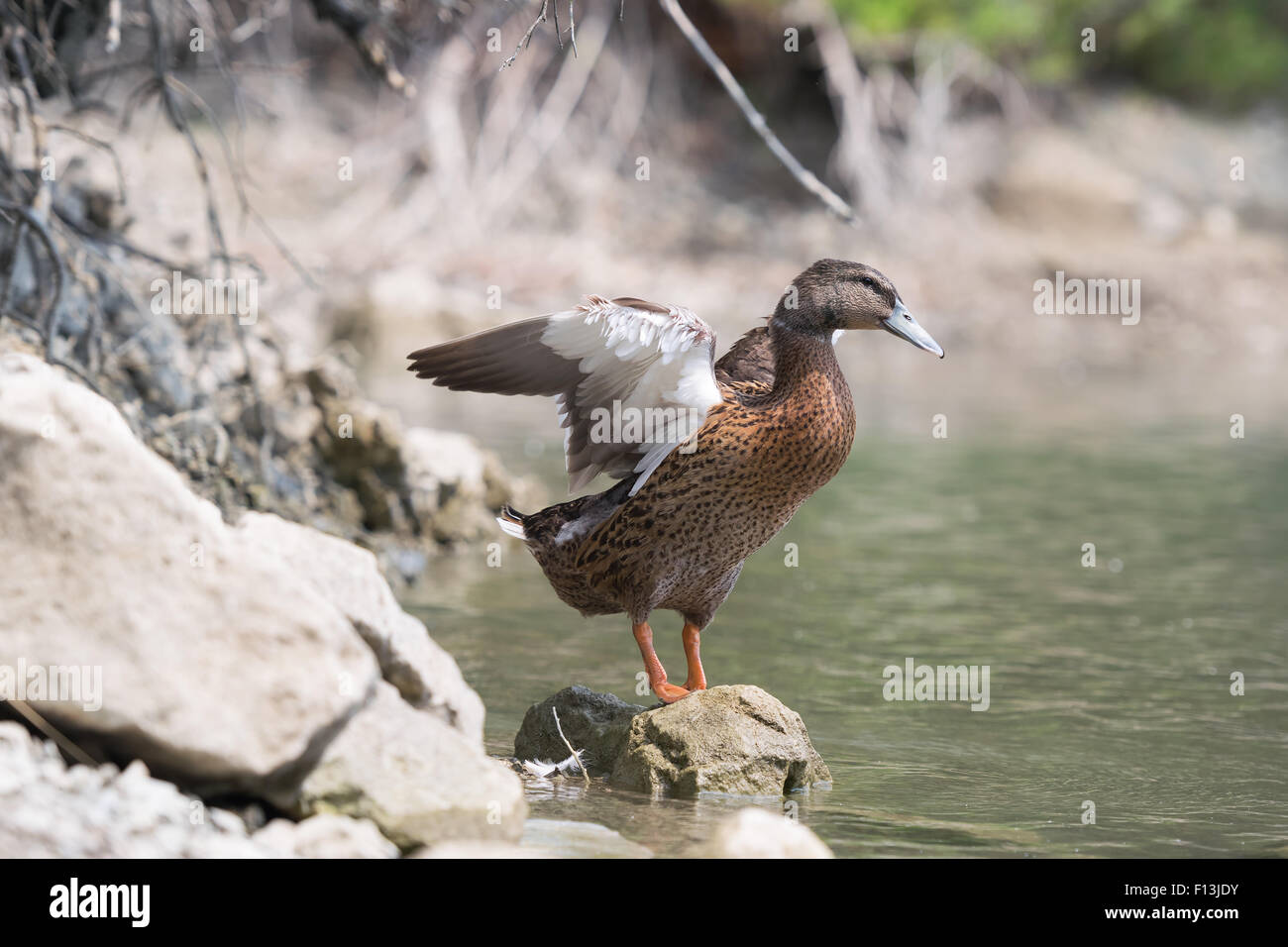 Secouant ses ailes de canard à Beletsi lake en Grèce. Banque D'Images