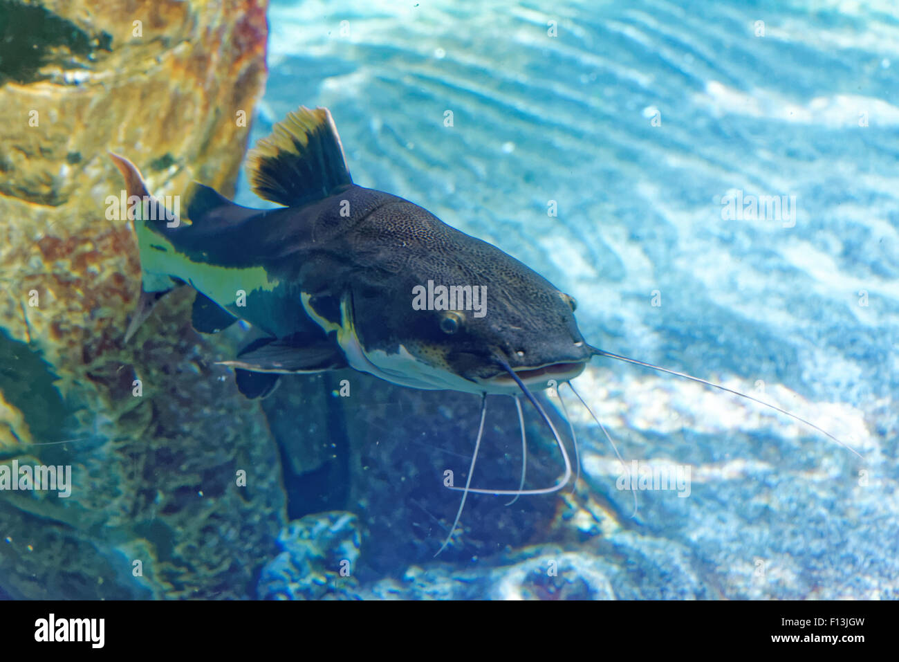 Phractocephalus hemioliopterus Redtail catfish,, est un pimelodid (vibrisses) le poisson-chat. Banque D'Images