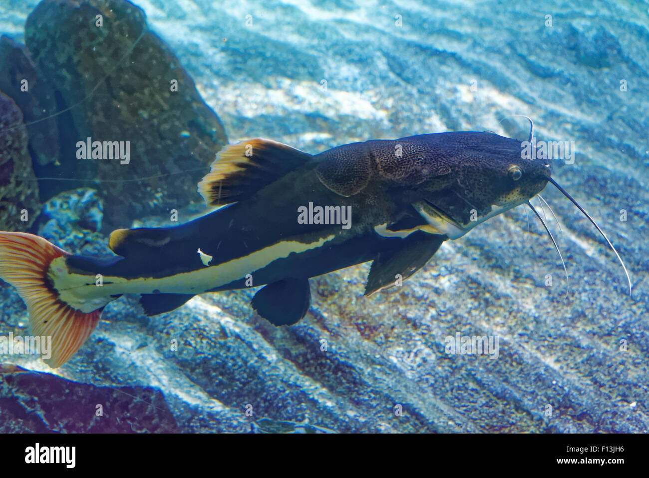 Phractocephalus hemioliopterus Redtail catfish,, est un pimelodid (vibrisses) le poisson-chat. Banque D'Images