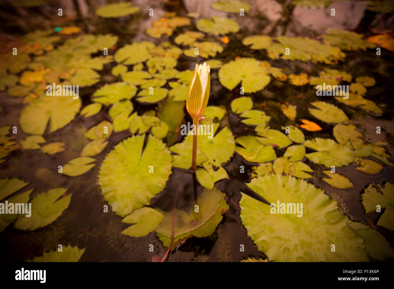 Bourgeon de Lotus dans un étang de lotus dans un lac de Mumbai. Banque D'Images