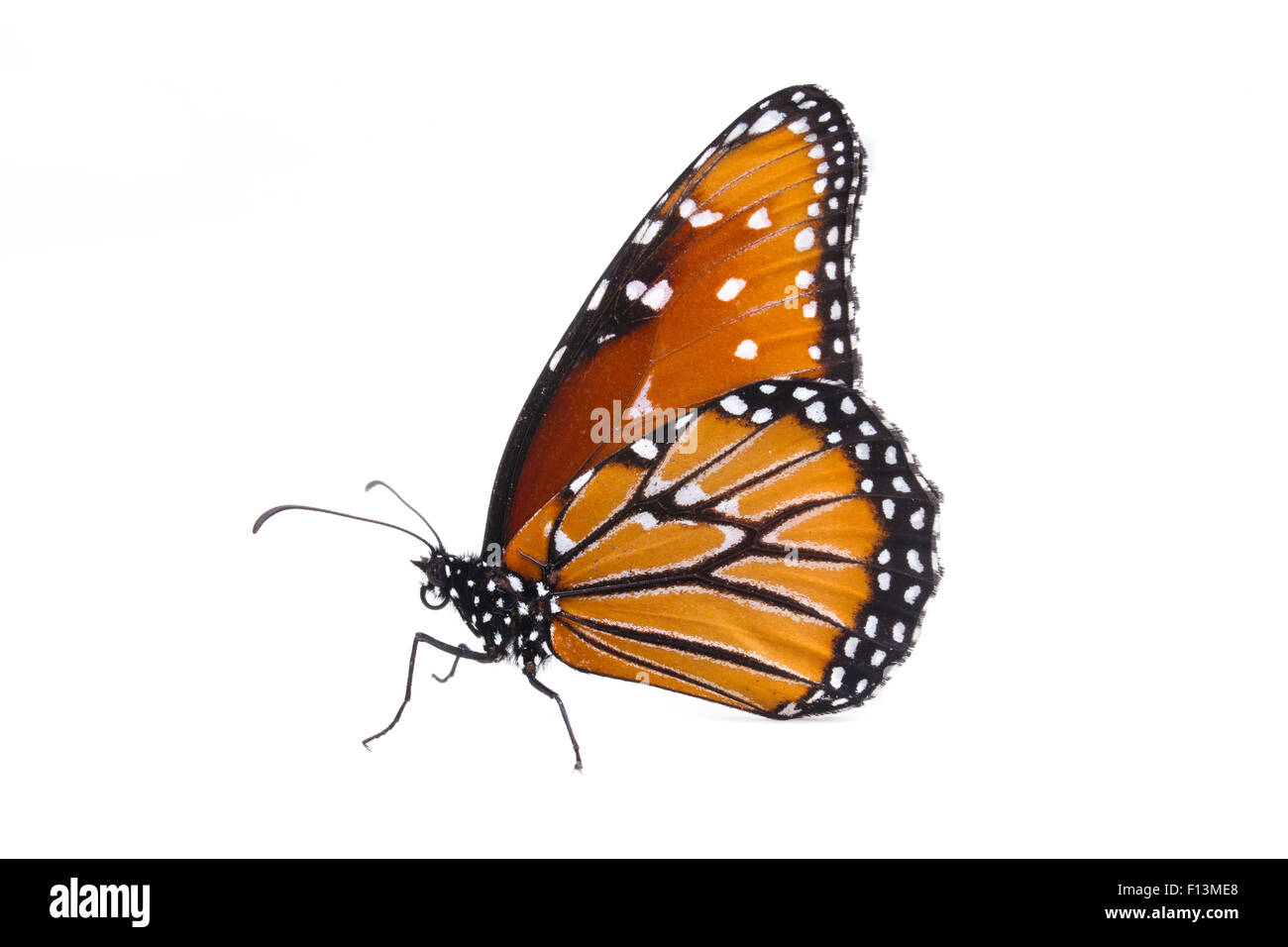 Papillon Danaus gilippus (Queen) féminin, Brackenridge, laboratoire de terrain, comté de Travis, Texas, USA. Banque D'Images