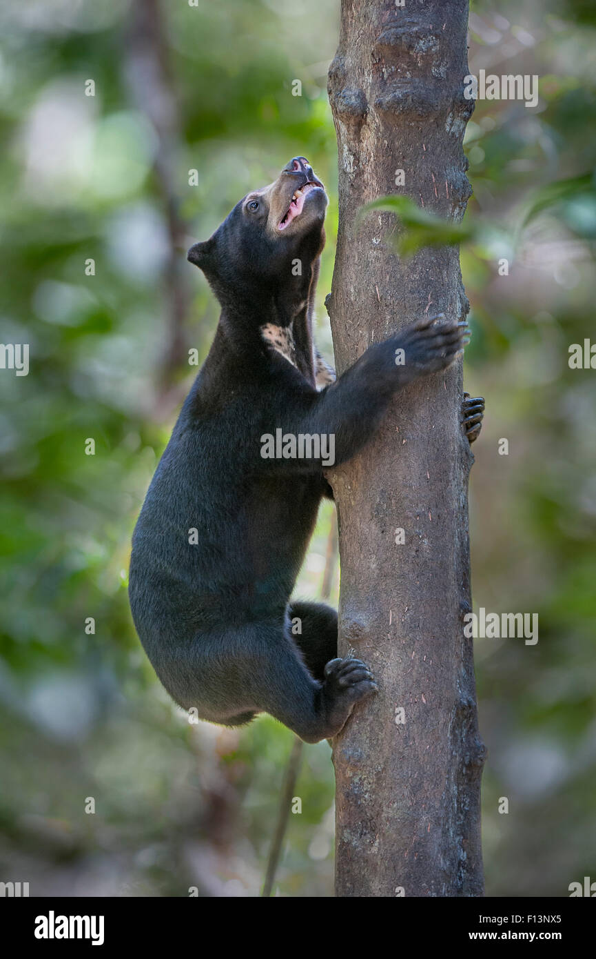 L'ours malais (Helarctos malayanus) euryspilus arbre d'escalade au Centre de conservation des ours malais (BSBCC), Sabah, Bornéo, Sepilok. Banque D'Images