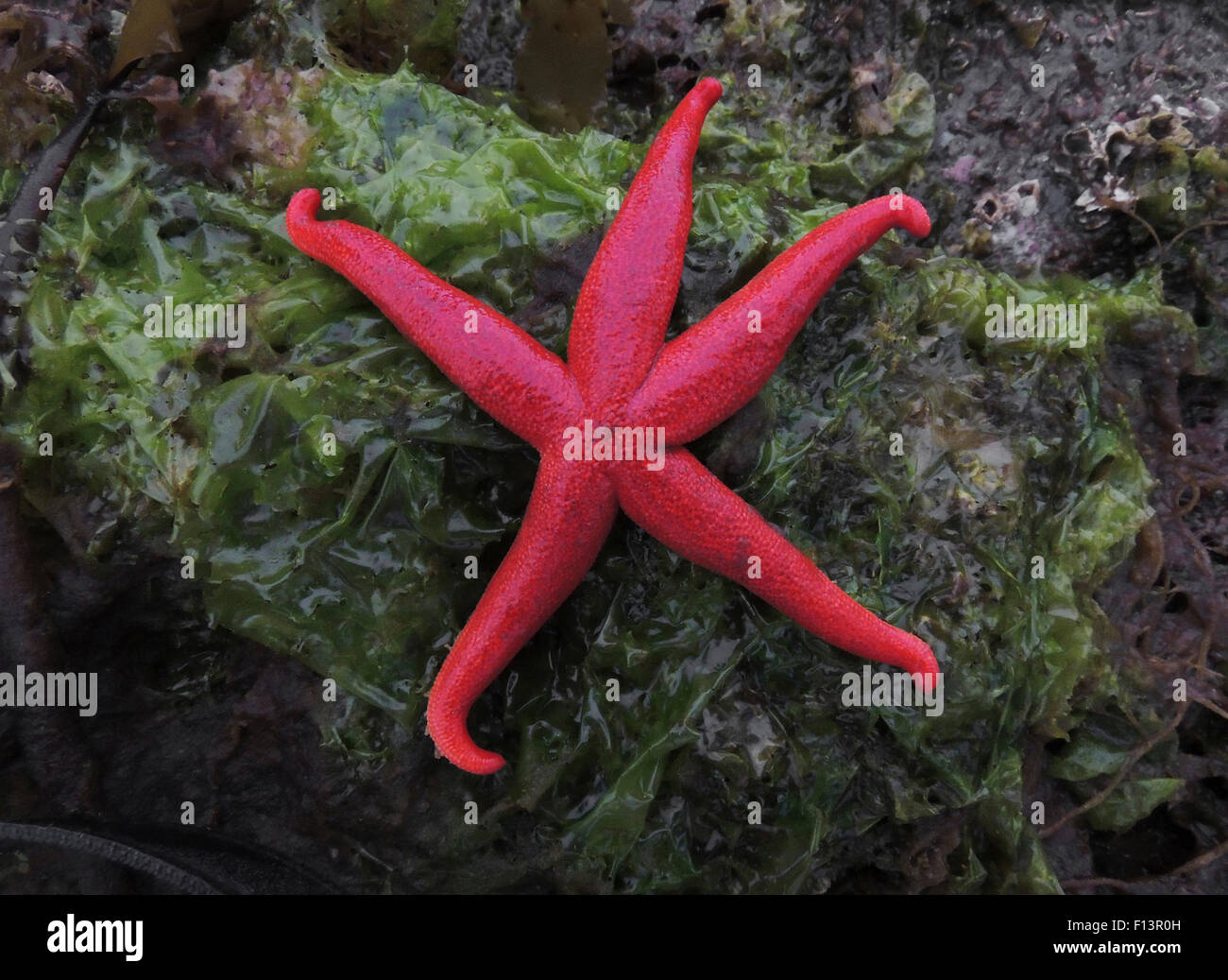 La mise en commun des marées à Halleck Harbour dans la baie Saginaw sur une Île Kuiu seastar. Le dessous de l'étoile de mer est équipé de tube Banque D'Images