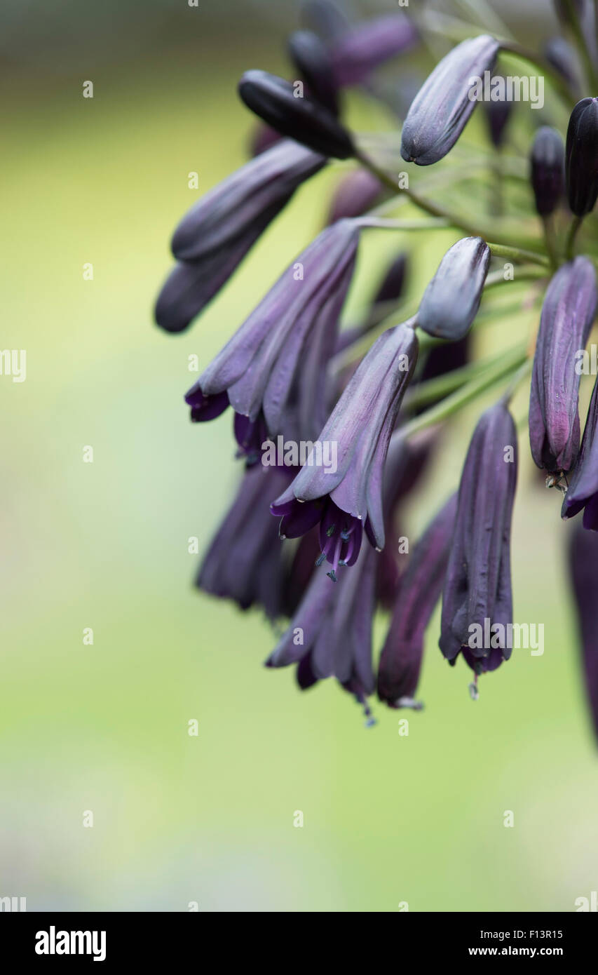 Agapanthus inapertus subsp. pendulus 'Black Magic' . Lily africains Banque D'Images