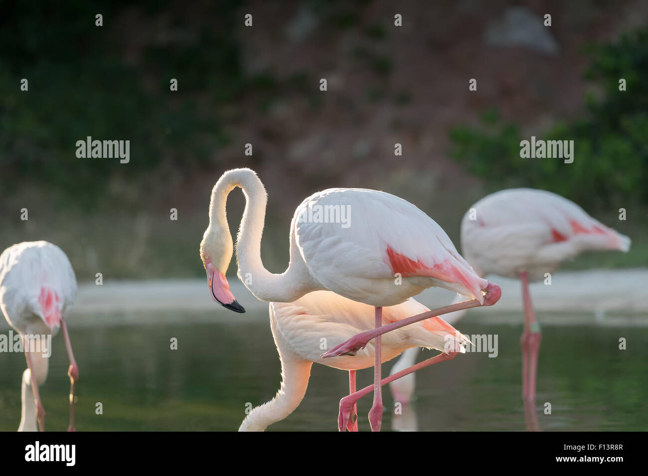 Flamants Roses dans un lac. Banque D'Images